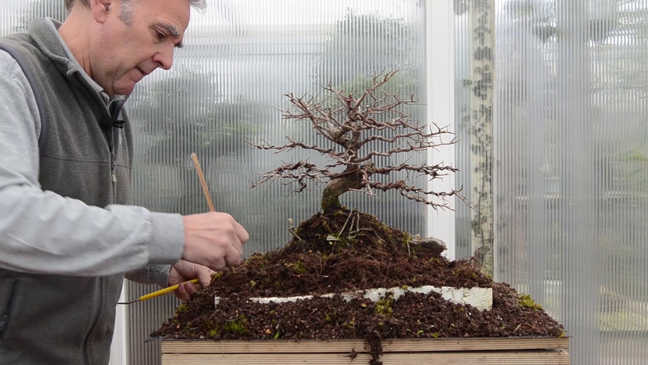 Descubriendo un agarrado a roca - Bonsai Colmenar