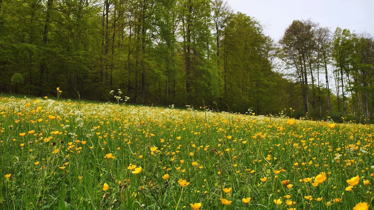 Une musique de méditation calme dans une prairie fleurie