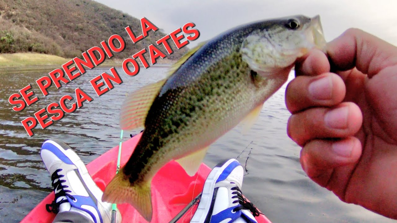 Varias capturas en otates pescando un par de horas