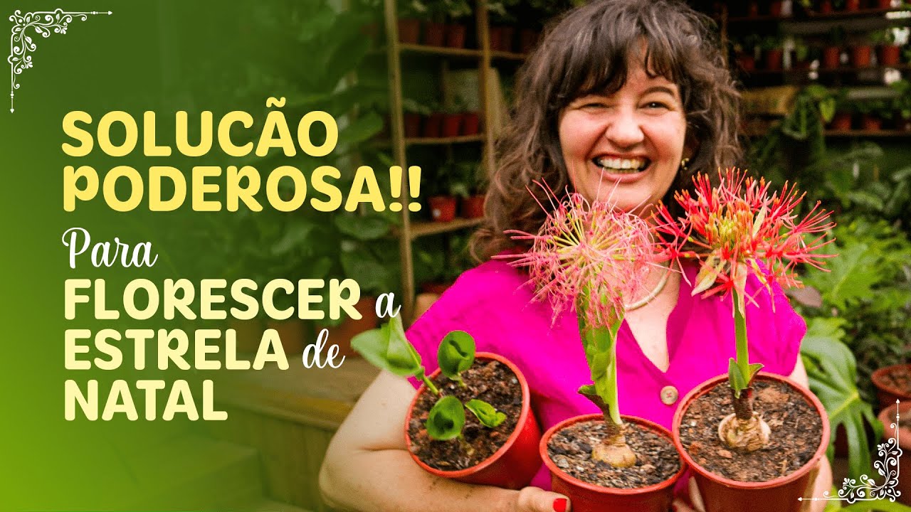 É assim que você CUIDA da FLOR ESTRELA DE NATAL