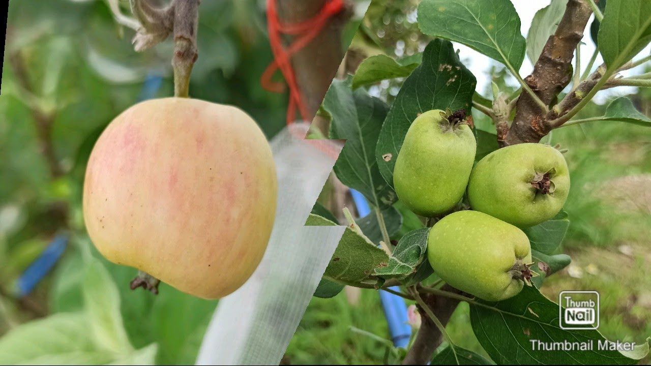 Apple Farming in Philippines🍏🍎Vlog#26