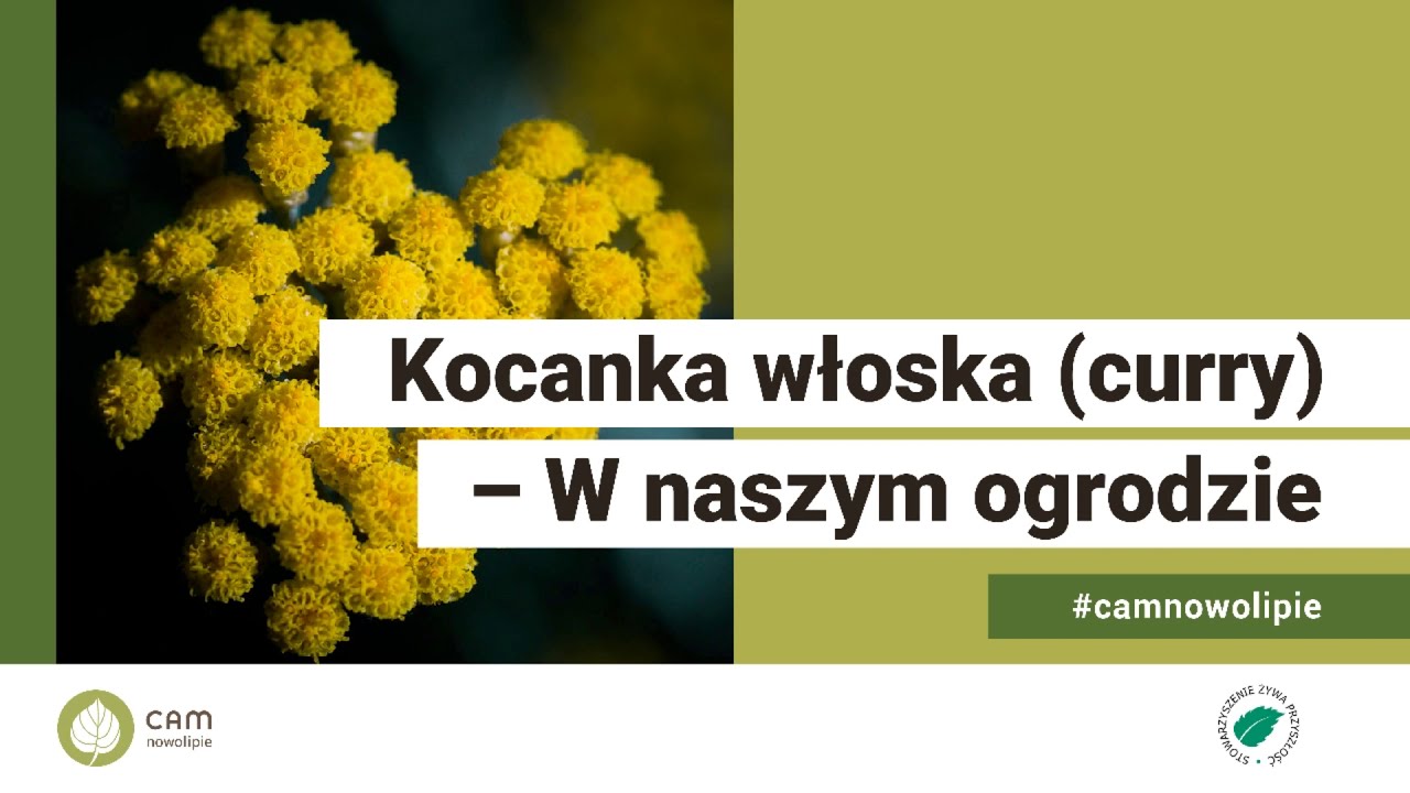Kocanka włoska - W naszym ogrodzie, odc. 23