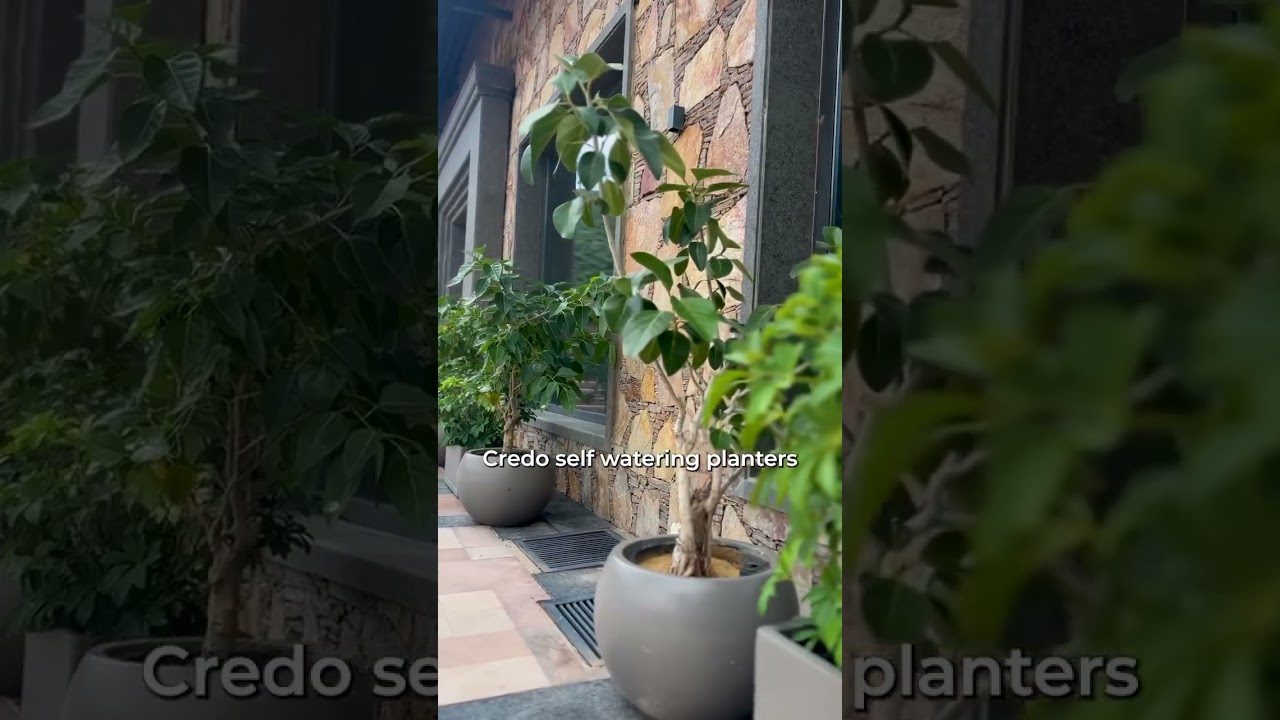 Keep your indoor plants alive and thriving with these smart watering tips!