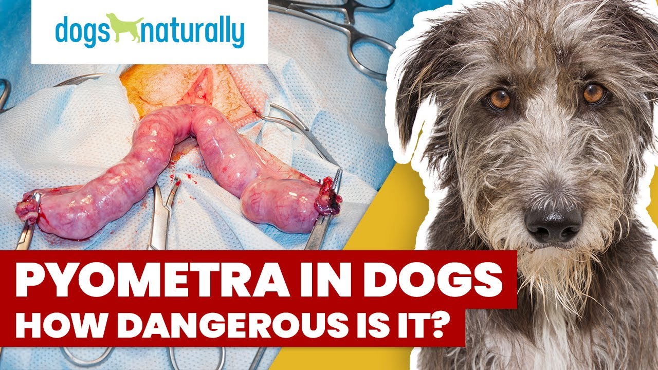Pyometra In Dogs - How Dangerous Is It?