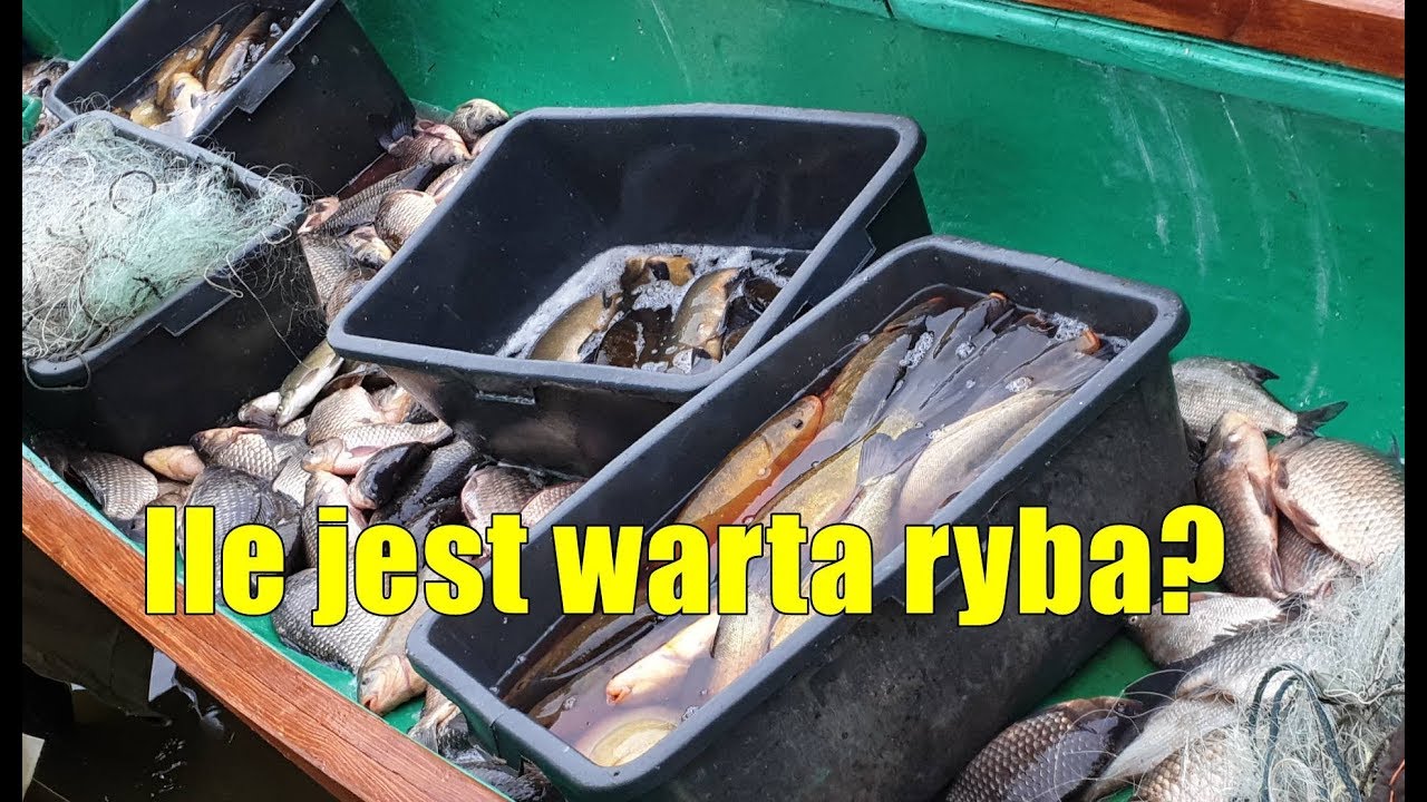 Rybacy na zbiorniku Niewiadoma, odłów płoci i karasi, interwencja wędkarzy