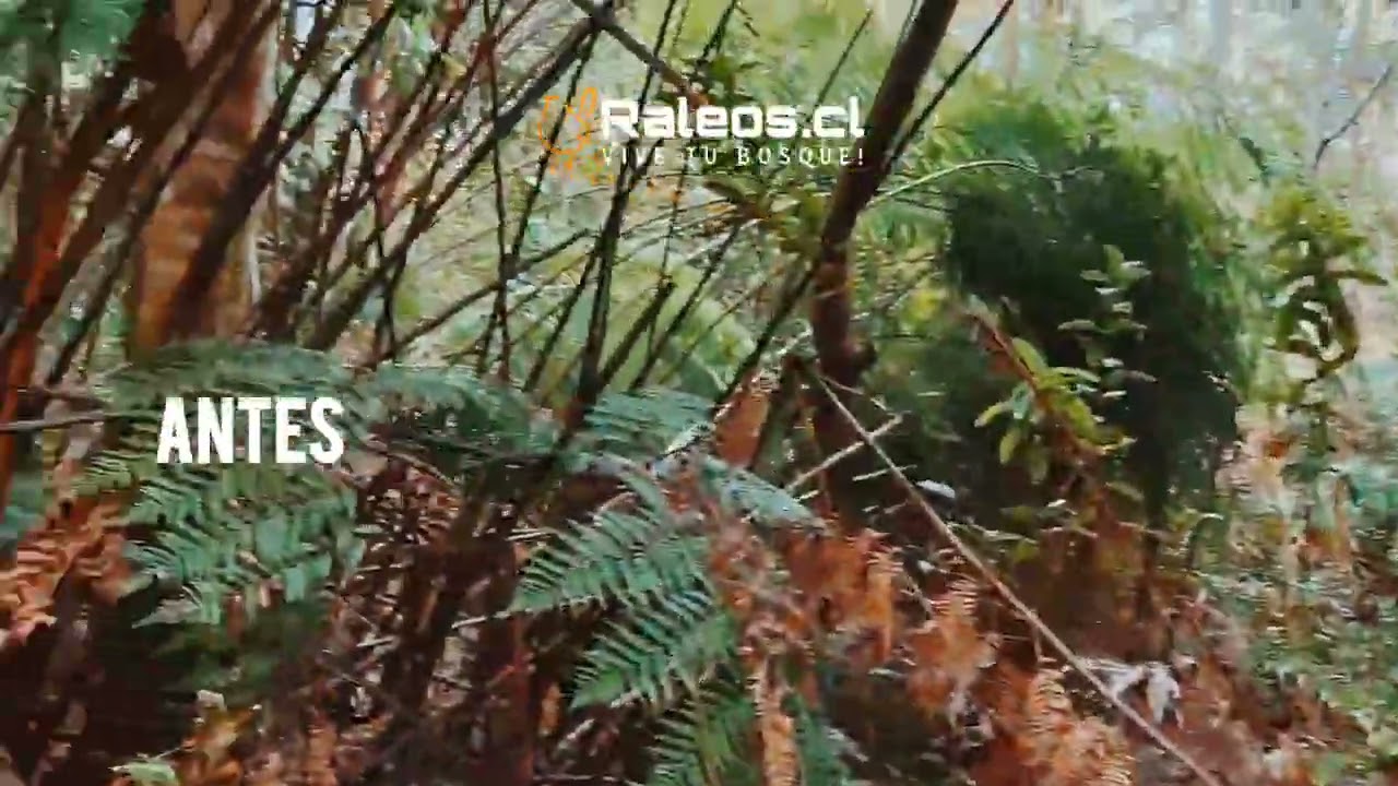 Limpieza a Mano de Bosque en Chamiza