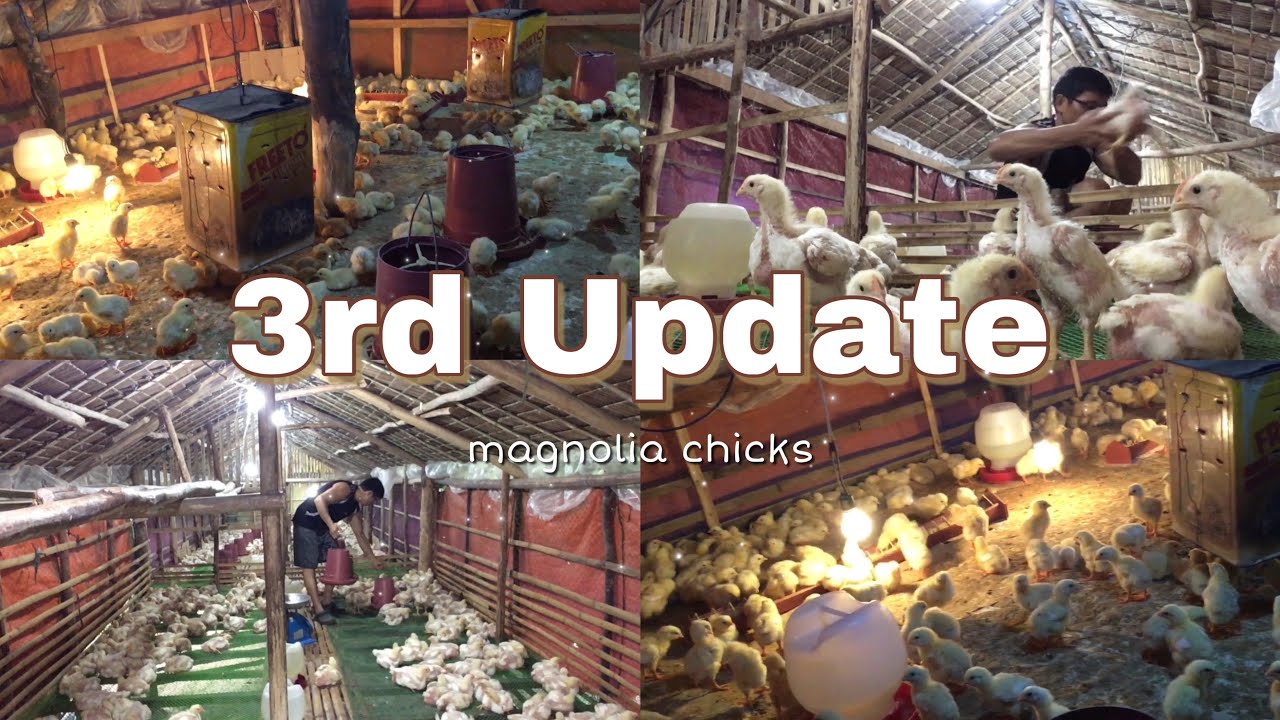 Paano Maiiwasang Maipasa Ang Bacteria sa Inyong Bagong Sisiw? Paglilipat ng 200 heads | EM Farming