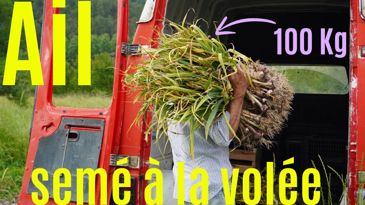 SIMPLE et EFFICACE : Être autonome en ail !