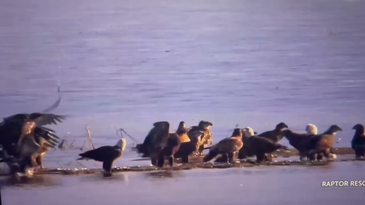 ￼ huge group of eagles and Juvies on the Mississippi flyway Cam