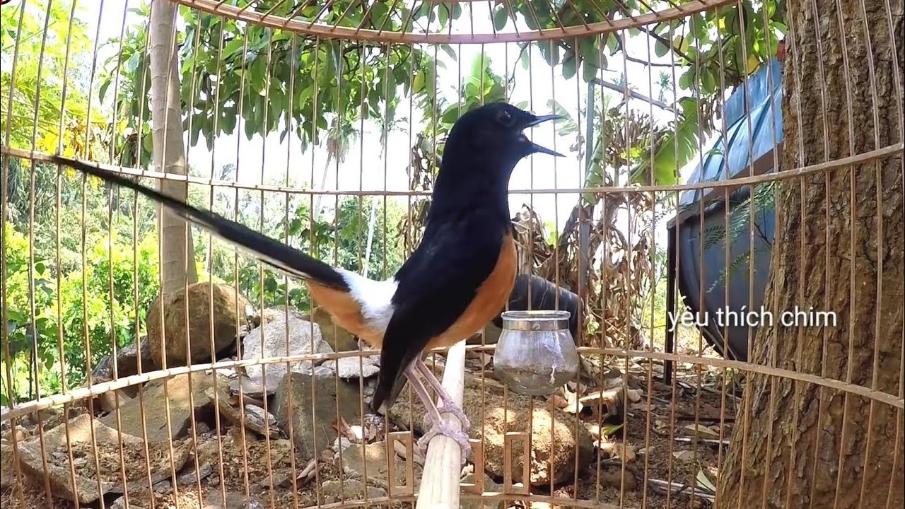 tiếng chòe lửa tạch kích bổi lên lửa cực nhanh kích chim hót đấu .Chòe Lửa đập đuôi | muraibatu