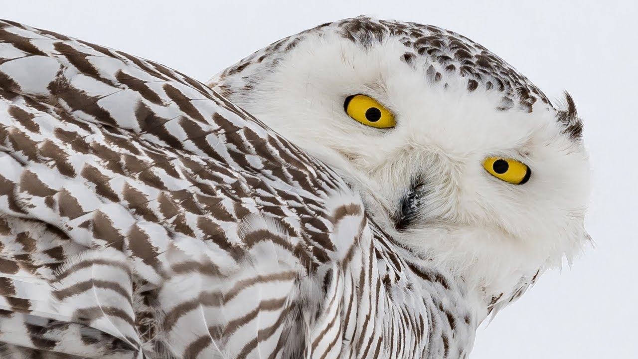 Nikon D850 Meets the Rare and Beautiful Snowy Owl - D500 - Nikkor 200-500