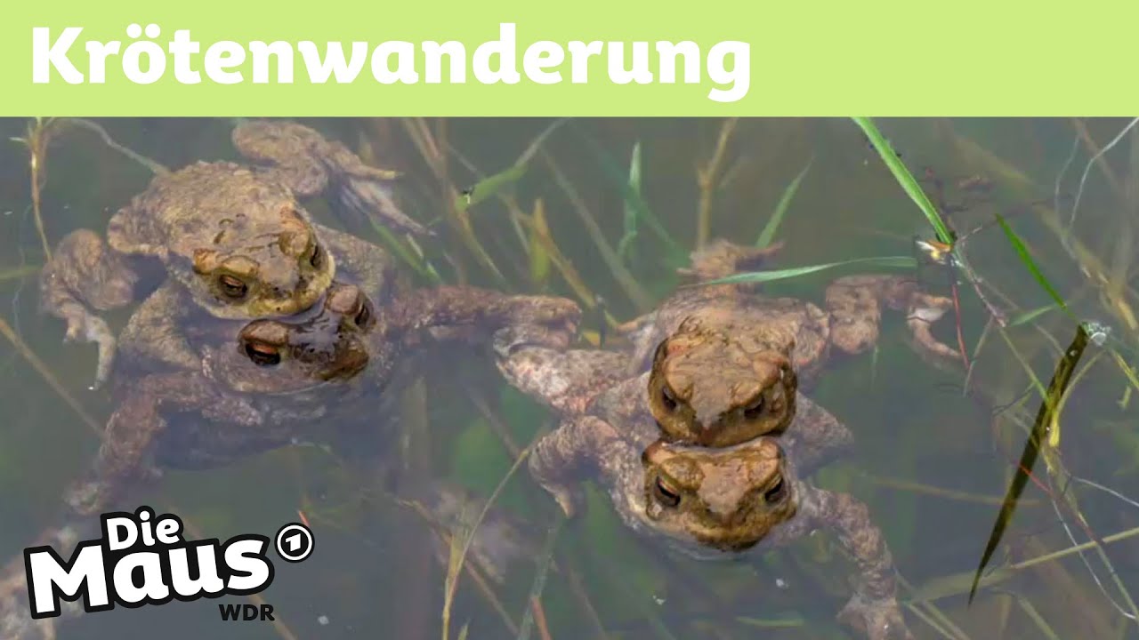 Was ist ein Krötenzaun? | Die Maus | WDR