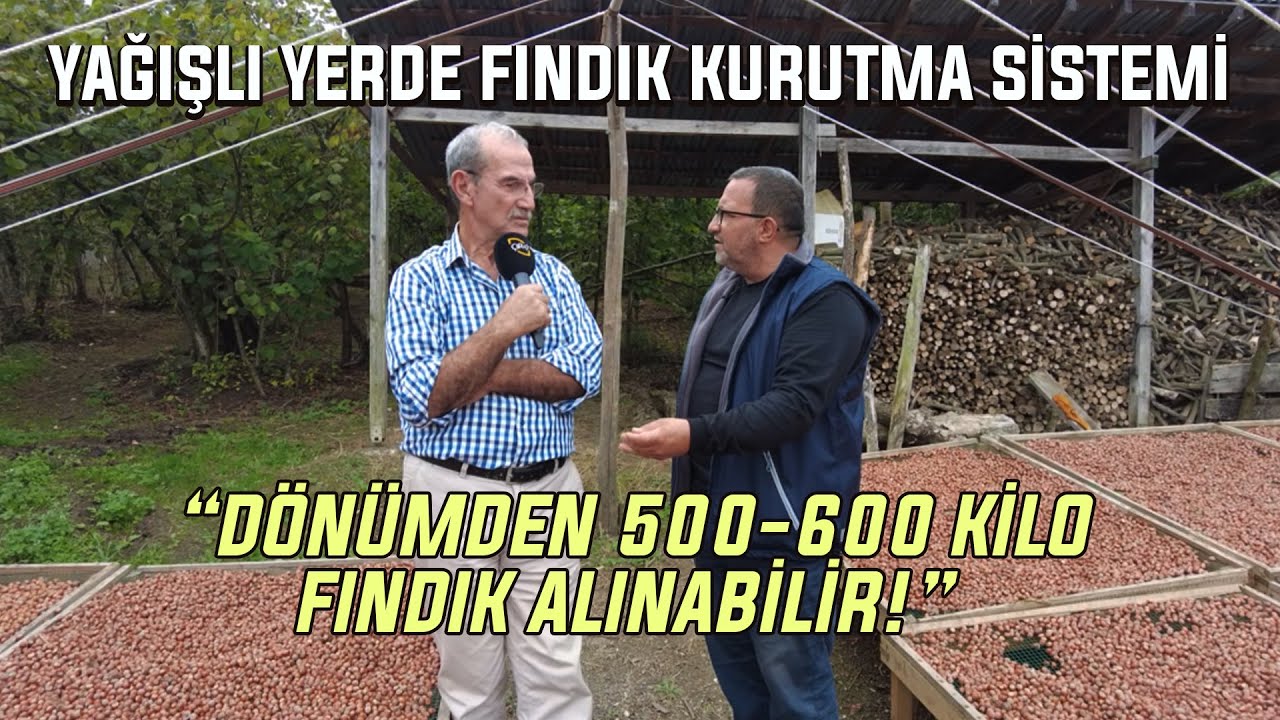 Yağışlı Yerde Fındık Kurutma Sistemi / “Dönümden 500-600 Kilo Fındık Alınabilir!”
