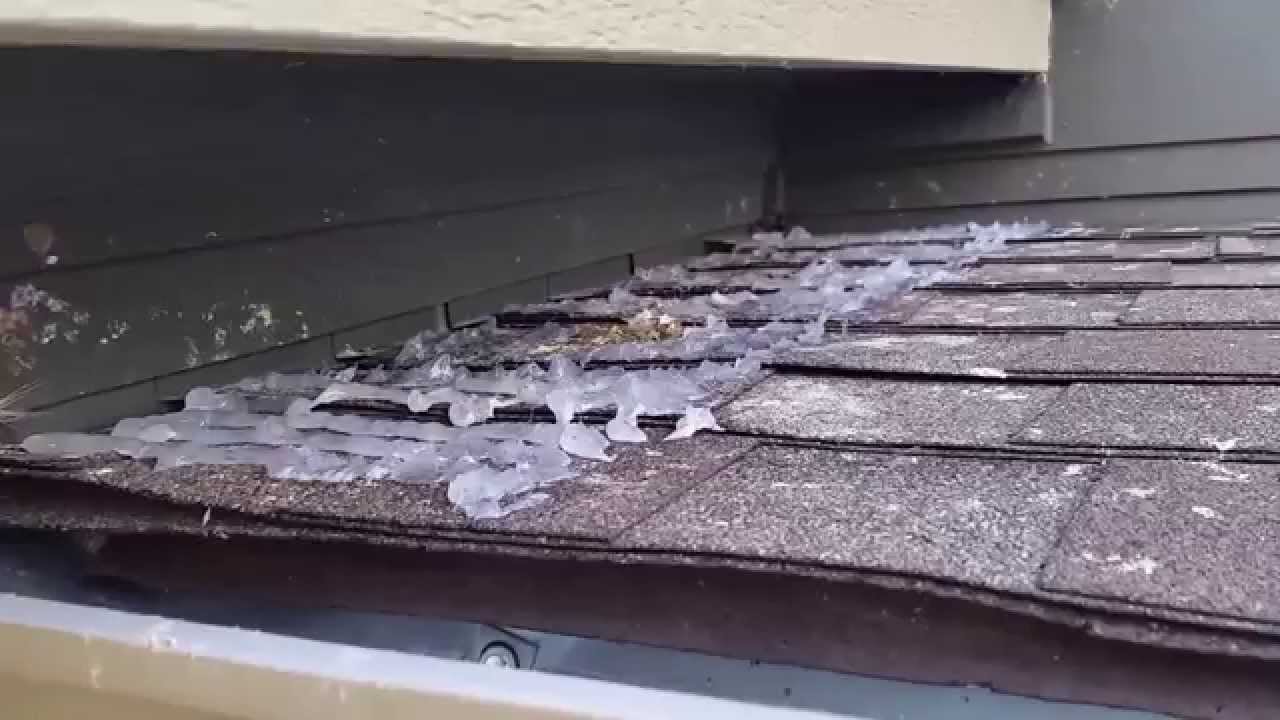 Getting Rid Of Pigeons Using Pigeon Gel: The Aftermath