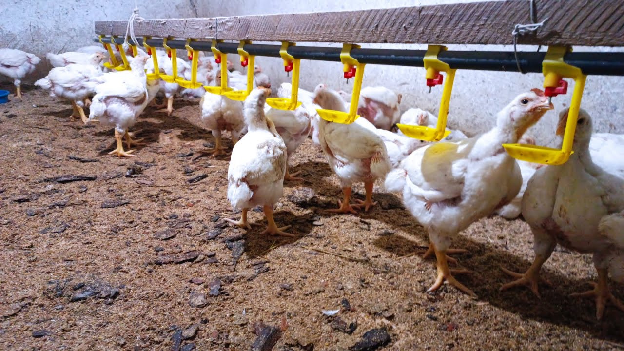 Ніпельні поїлки для бройлера 🐔 плюси і мінуси ❗