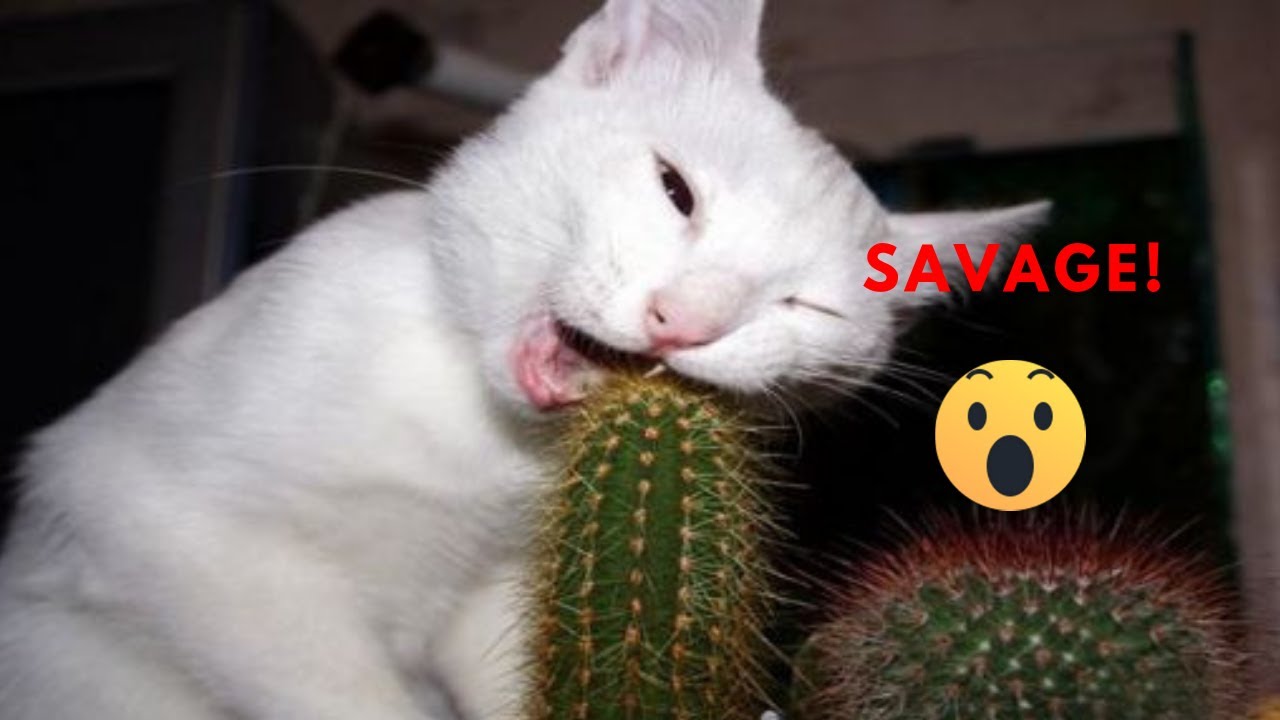 EPIC ANIMAL FAILS, SAVAGE ANIMALS