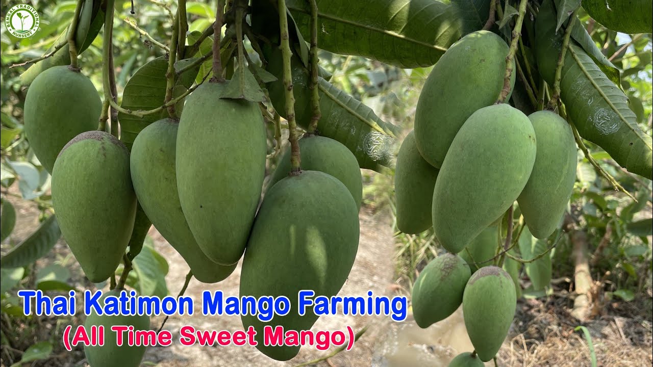 All Time Sweet Katimon Mango Farming | Mango ki khati | Contact : 9333227579