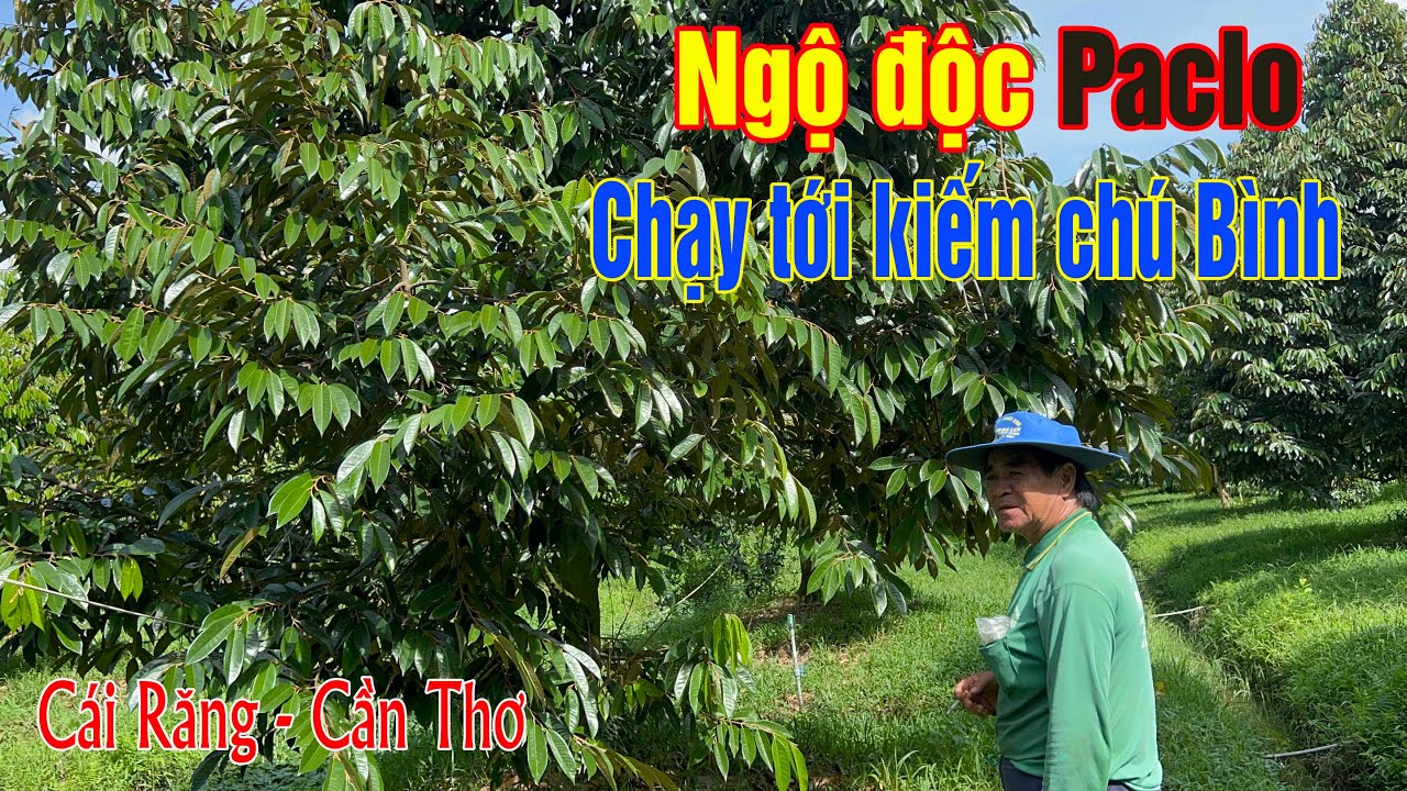 CÁCH XỬ LÝ NGỘ ĐỘC PACLO BẰNG ĐẠM CÁ HUMIC -  VƯỜN CHÚ BÌNH
