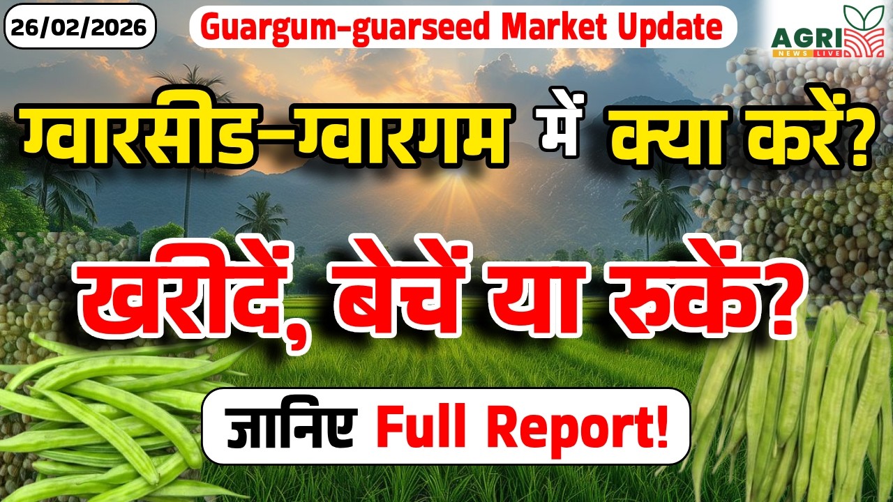 Guar Seed & Guar Gum में क्या करें? | Guar Bhav Today | Guar Market Update