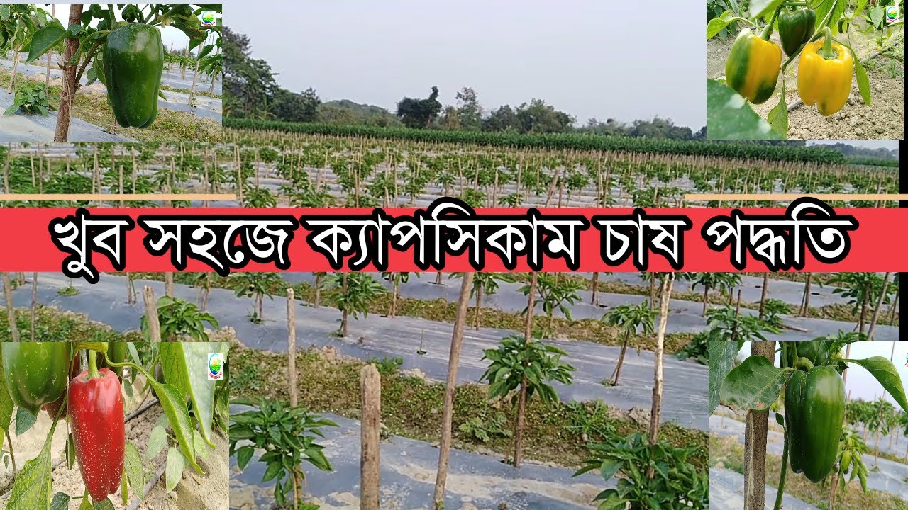 ক্যাপসিকাম চাষের সহজ পদ্ধতি।। আধুনিক পদ্ধতিতে ক্যাপসিকাম চাষ।। How to  cultivation capsicum.