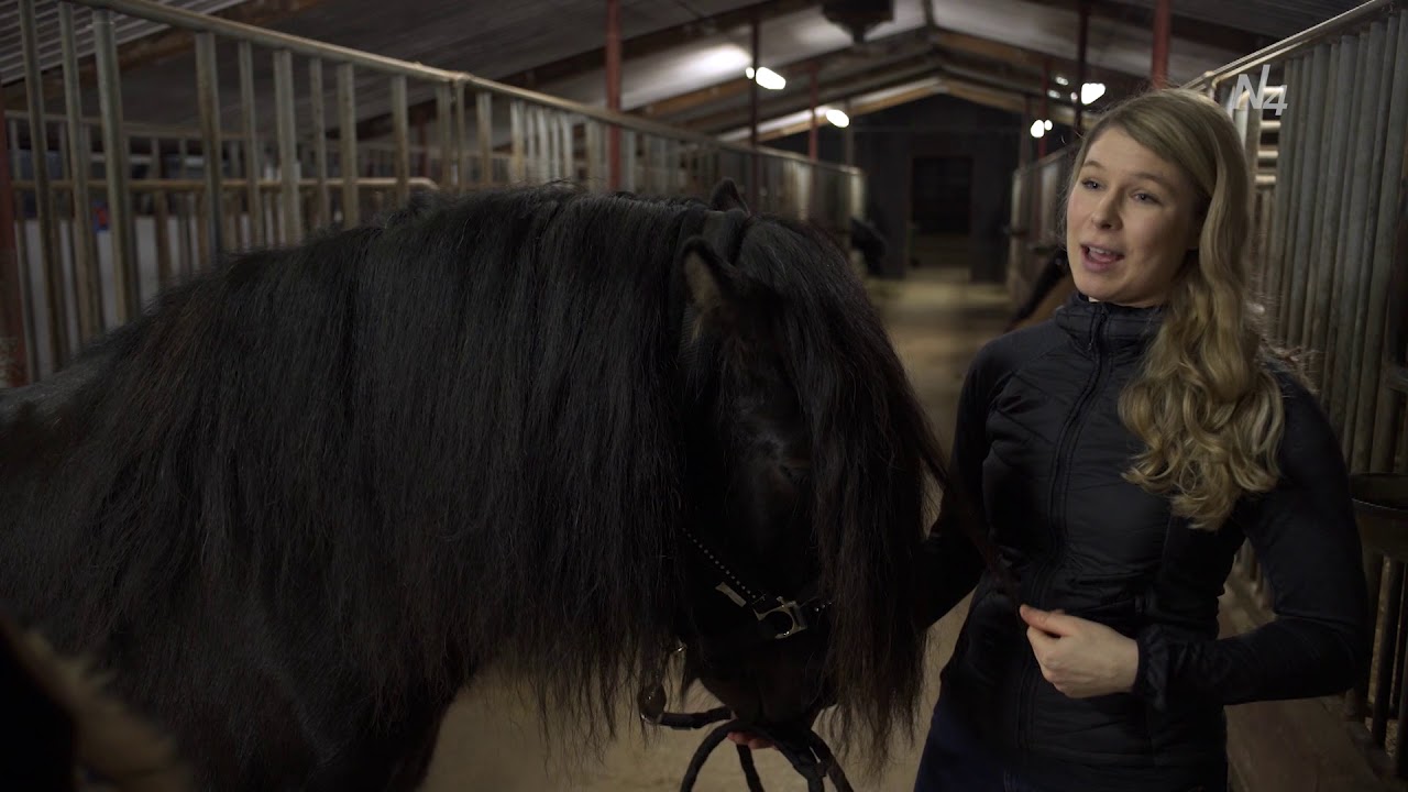 Hestar og Ísland heilla