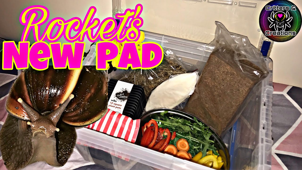 Giant African Land Snail ENCLOSURE SET UP 🐌