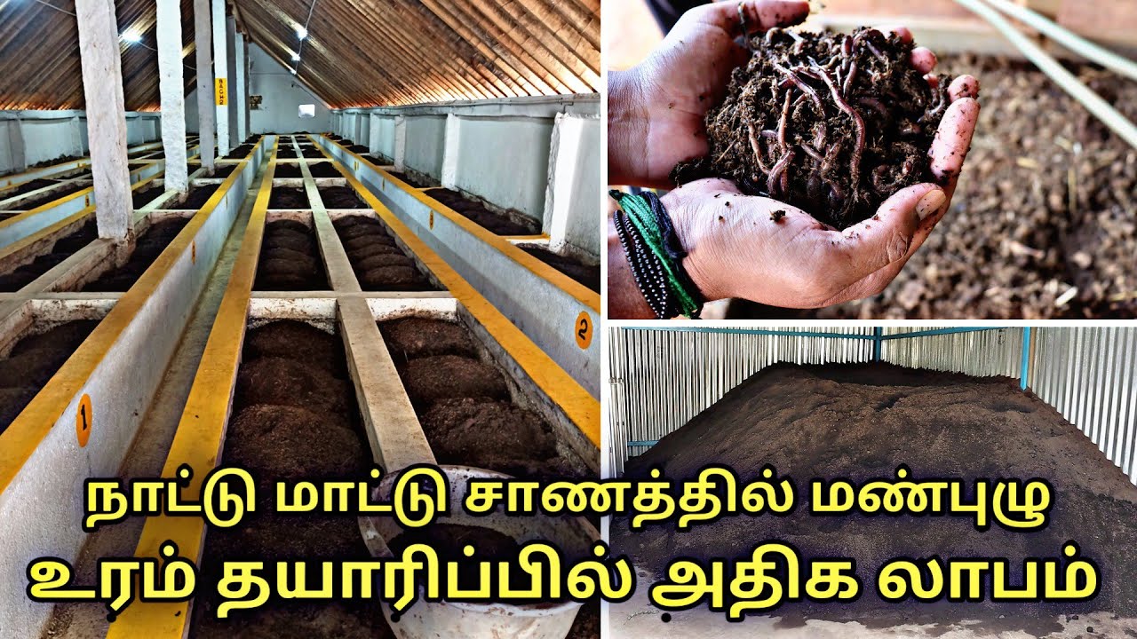 நாட்டு மாட்டு சாணத்தில் மூலிகைகளை பயன்படுத்தி மண்புழு உரம் தயாரிப்பு | pure organic vermicompost