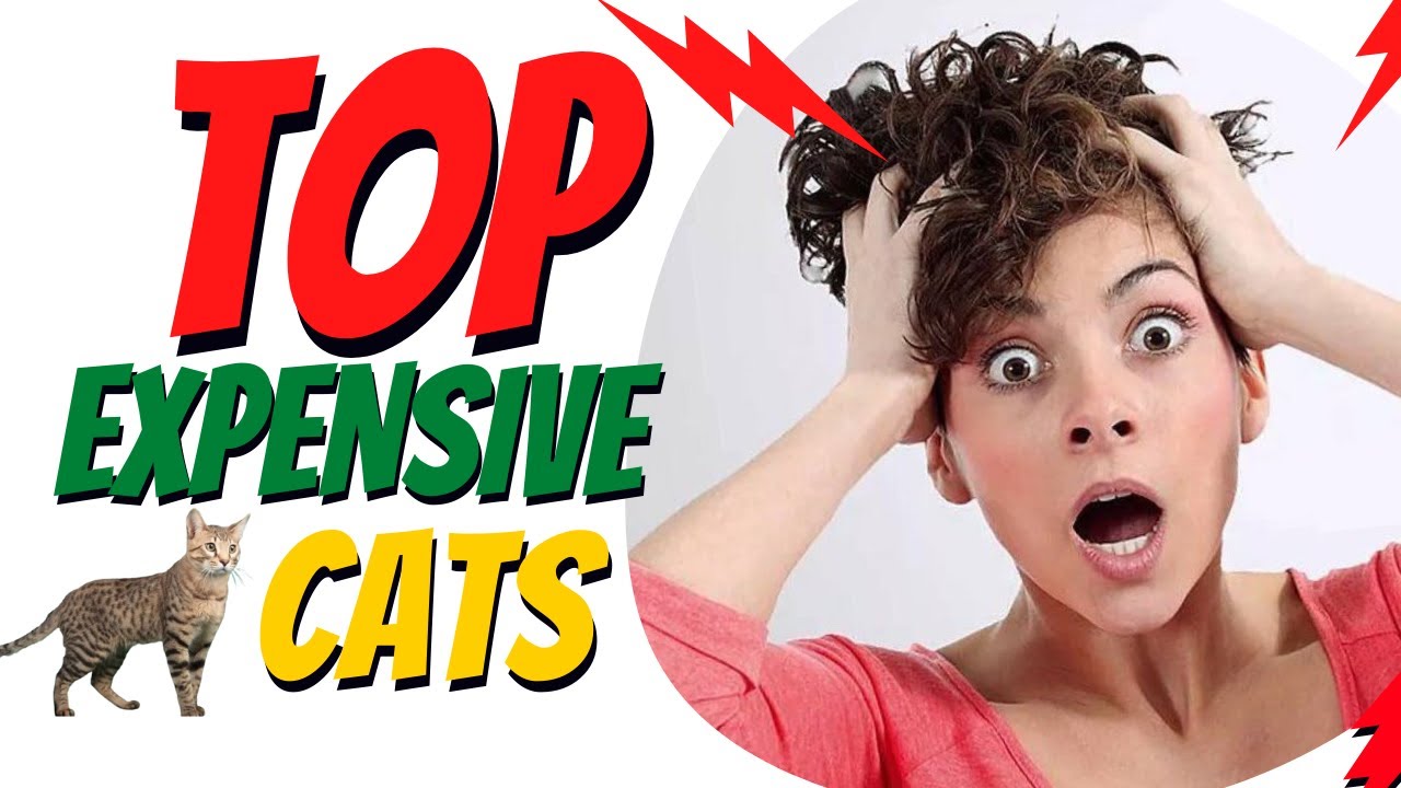RARE Cats - TOP 10 MOST EXPENSIVE CATS &mdash; [Part 1]