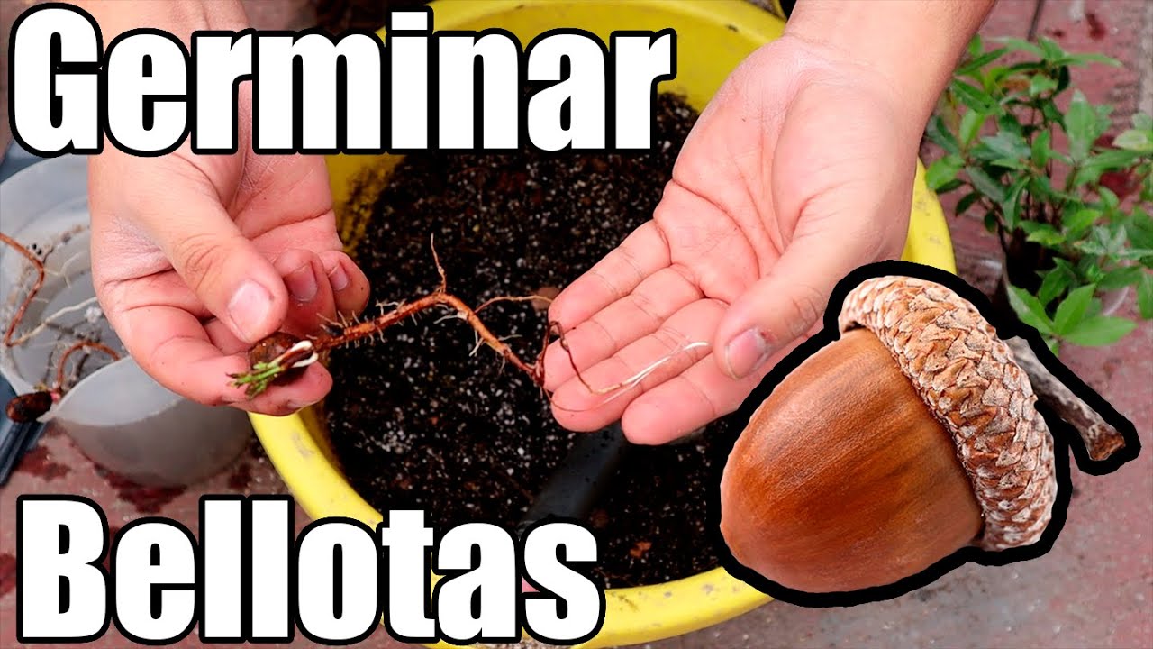 Como germinar semillas de Encino || germinar bellotas || Bananafabric