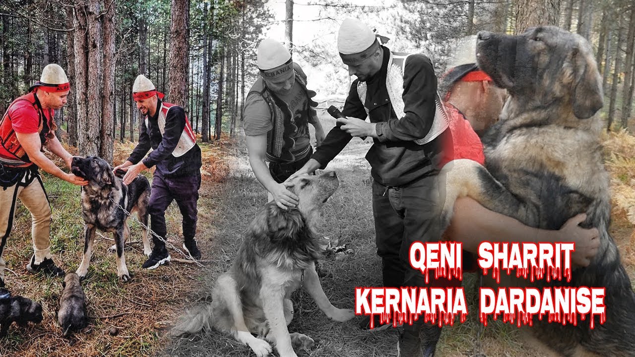 Jep jetën për të Zotin!  QENI I SHARRIT KRENARIA SHQIPTARISË  ( SHARR DOG, ALBANIAN PRIDE )
