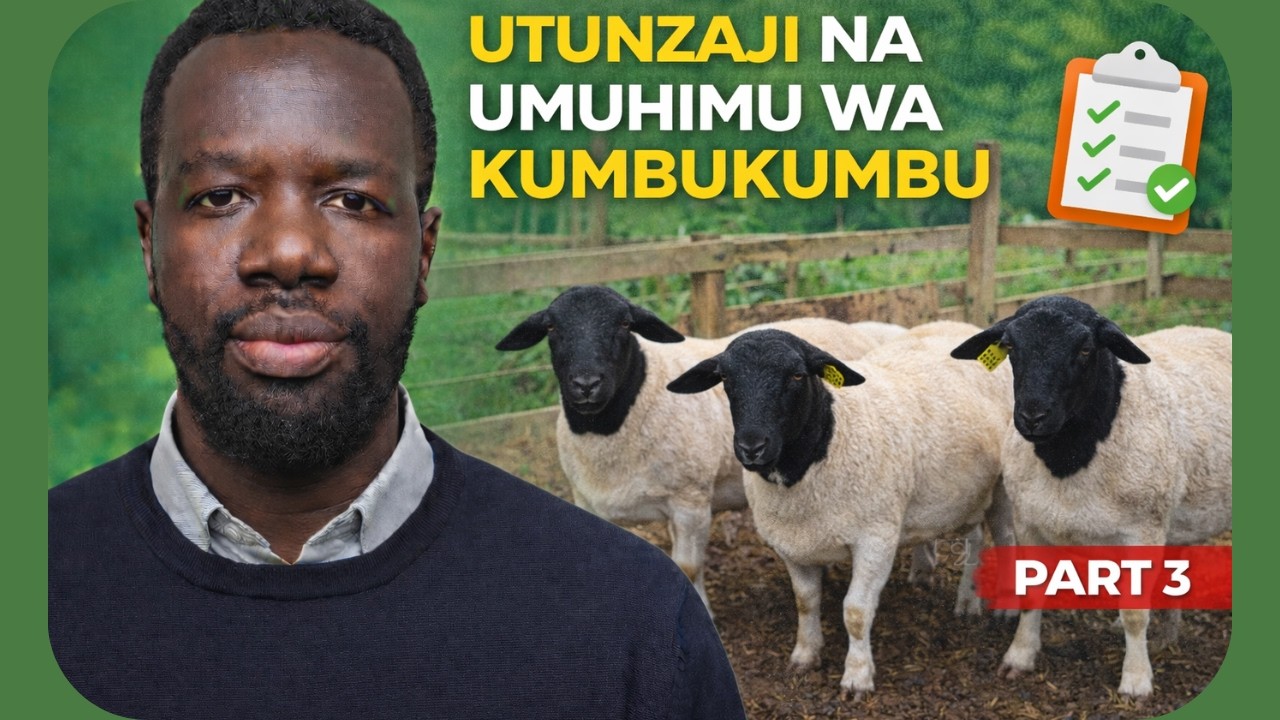 Ufugaji wa Kondoo wa Dorper | Utunzaji wa Dorper Safi na Umuhimu wa Kuweka Kumbukumbu (Sehemu Ya 3)