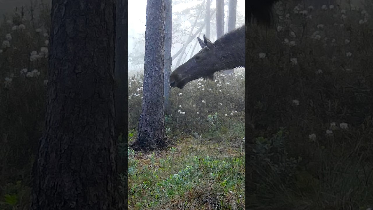 P&otilde;der | European moose (Alces alces)  #wildlife #trailcam #naturelovers #wildanimals #wilderness