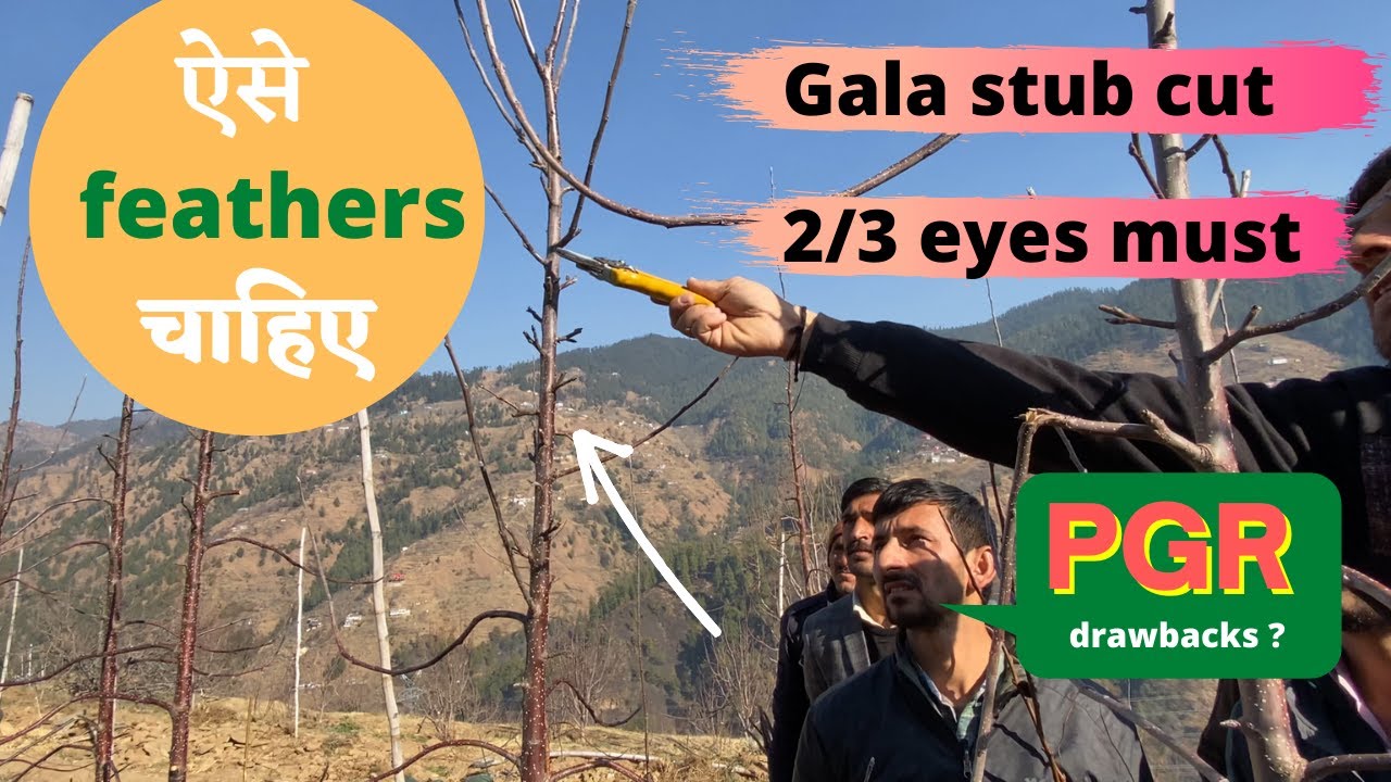 PGR ki jarurat | Stub cut in gala | m 111 growth control