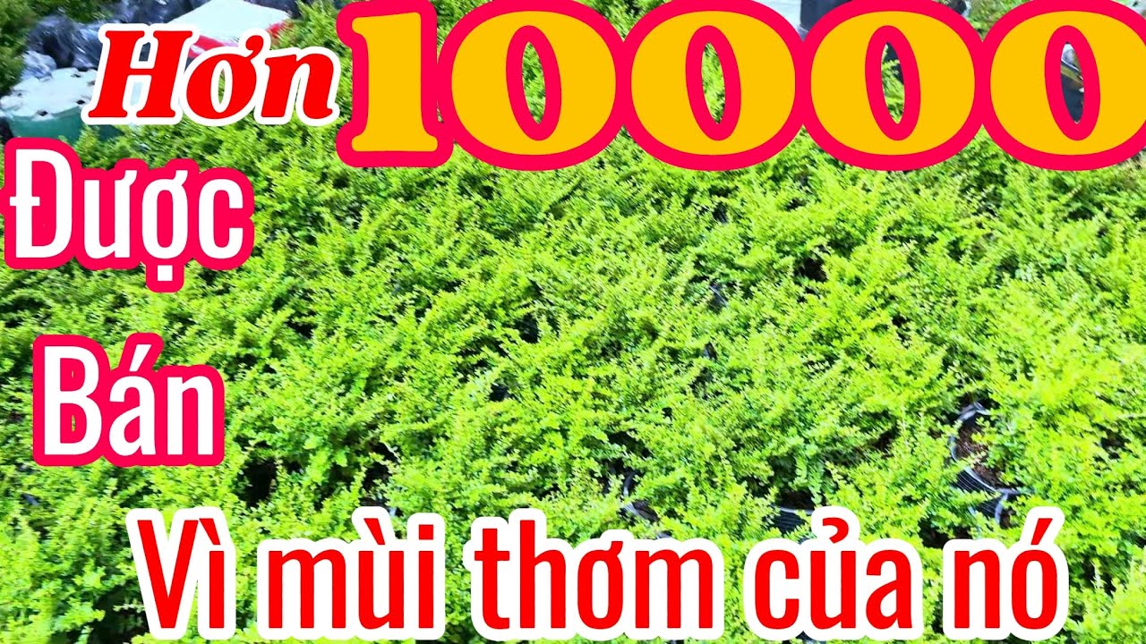 Cây cảnh có hương thơm - đã 10 nghìn cây được bán vì mùi thơm ấn tượng của nó