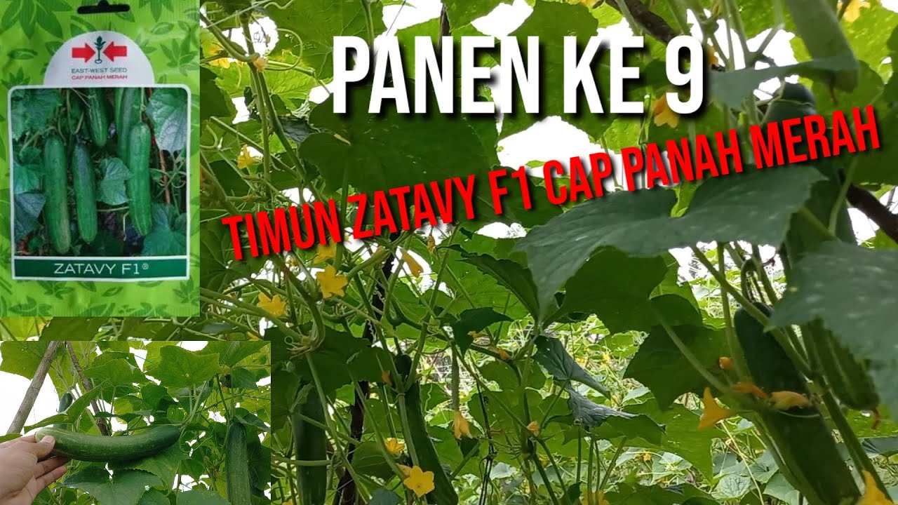 Tingkat kesuburan pohon Timun zatavy f1 cap panah merah panen ke 9