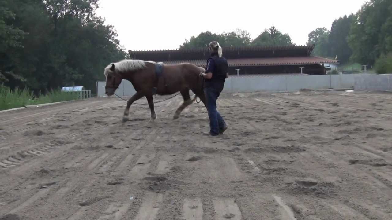 HORSE BODYFORMING mit Dario