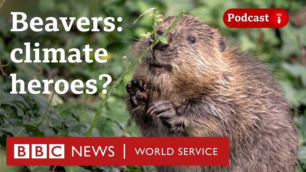 Could beavers help us protect the planet? - The Climate Question podcast, BBC World Service