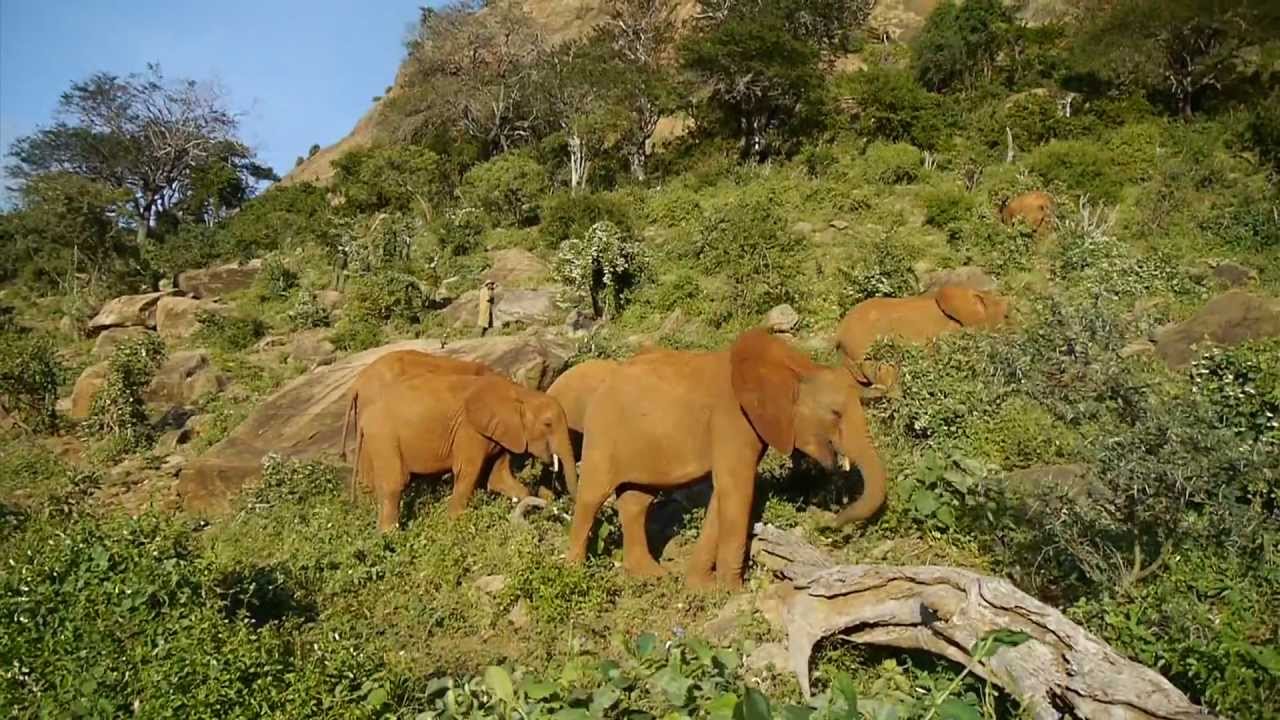 The Voi Elephants-DSWT | Sheldrick Trust