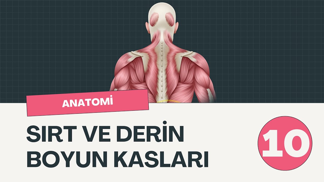 Anatomi - Sırt Kasları ve Derin Boyun Kasları #10