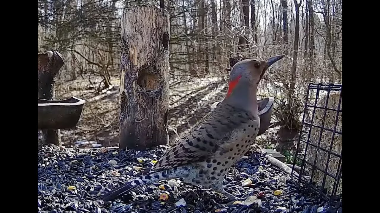 🔴 LIVE Real-time Birds: Cardinals, Bluebirds, Blue Jays, Woodpeckers & more - 3/3/2026