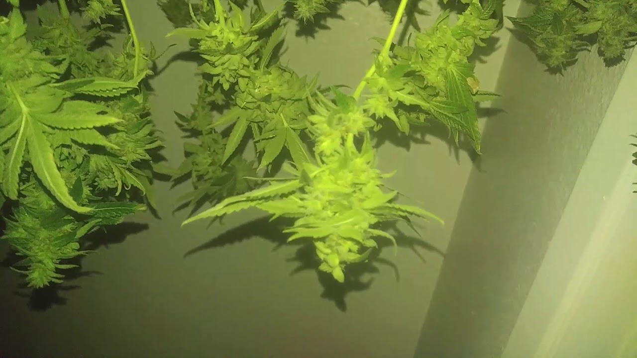Hang Drying medical marijuana