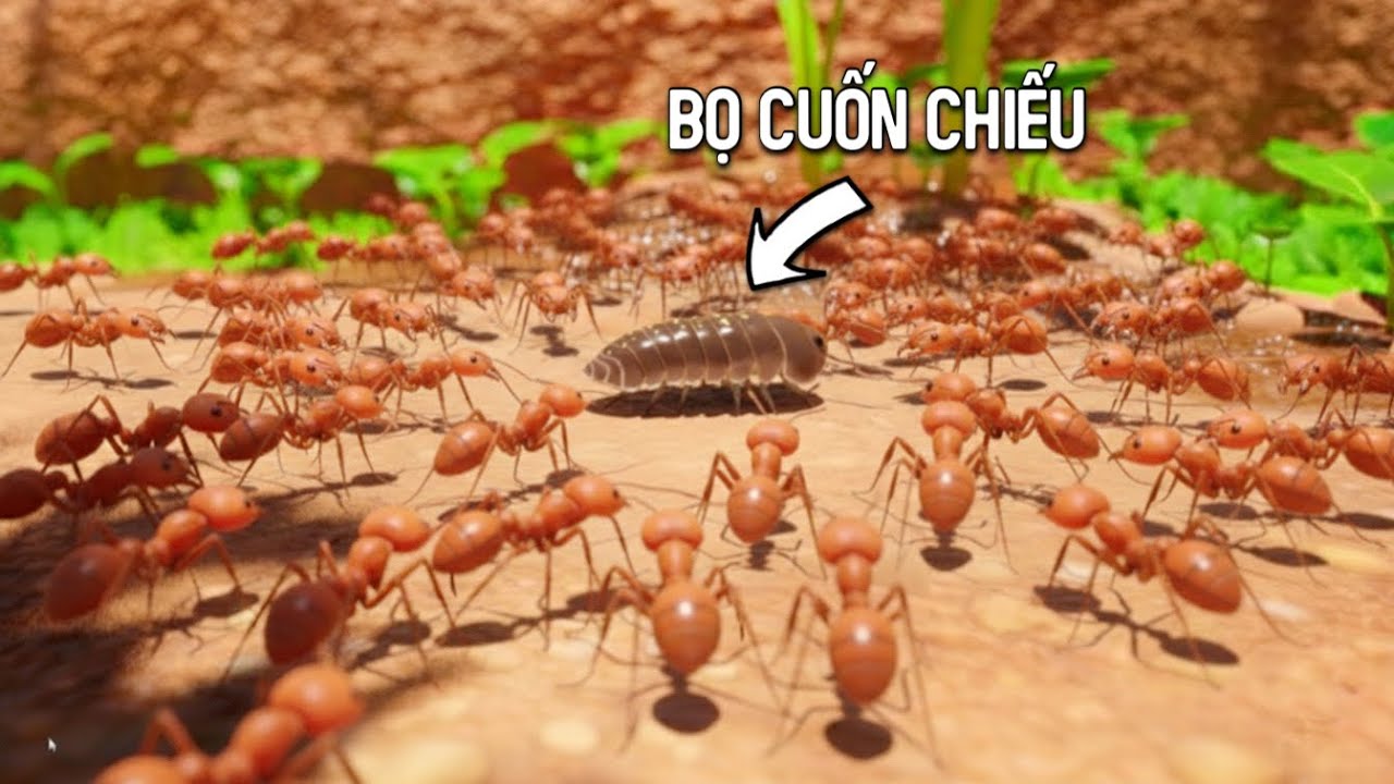 BỌ CUỐN CHIẾU VÀ SỰ HỖN LOẠN TRONG GIỚI CÔN TRÙNG