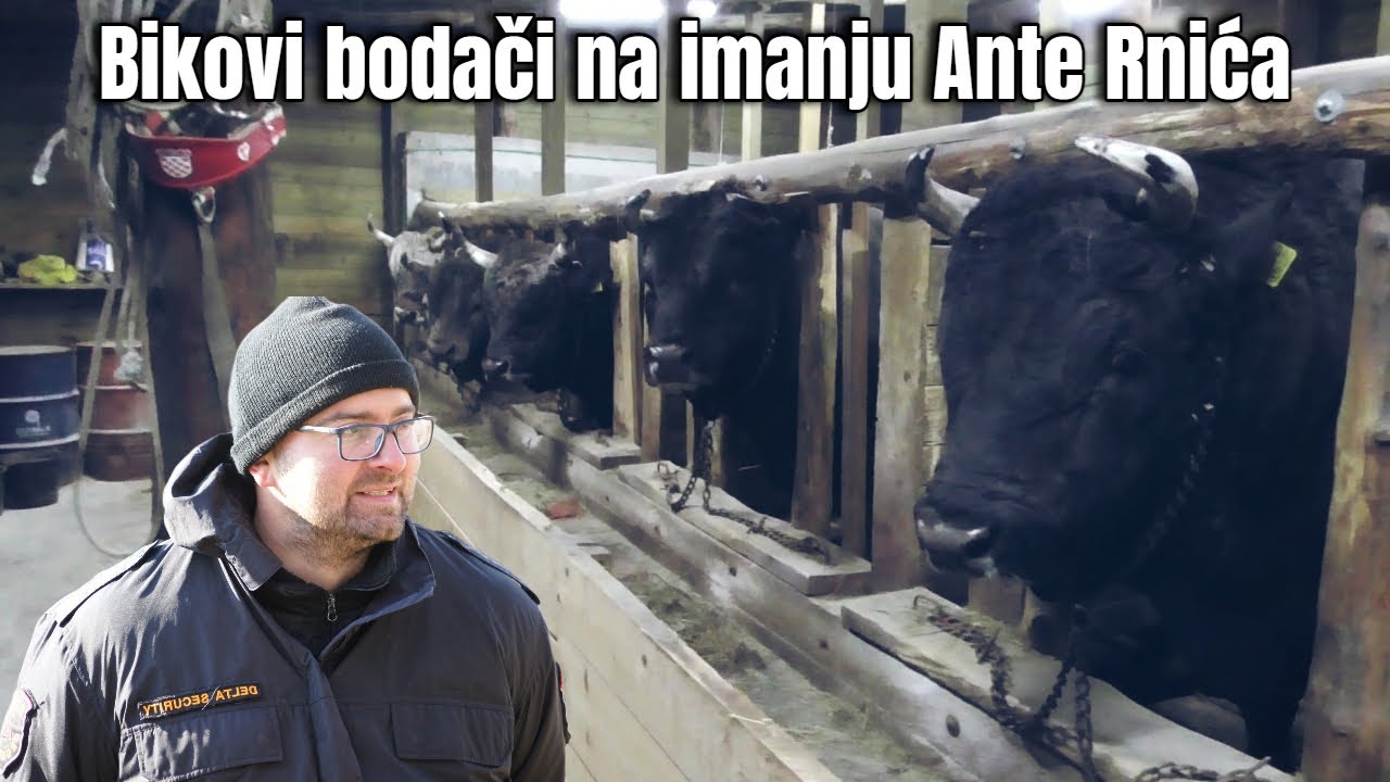 Bikovi bodači na farmi Ante Rnića u Viru kod Posušja