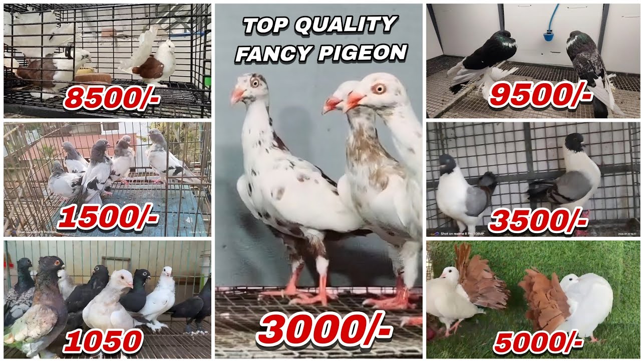Super Quality Fancy Pigeon New Stock,Faintal,King, Mudina, Siraji, Frillback,Pouter Kabutar