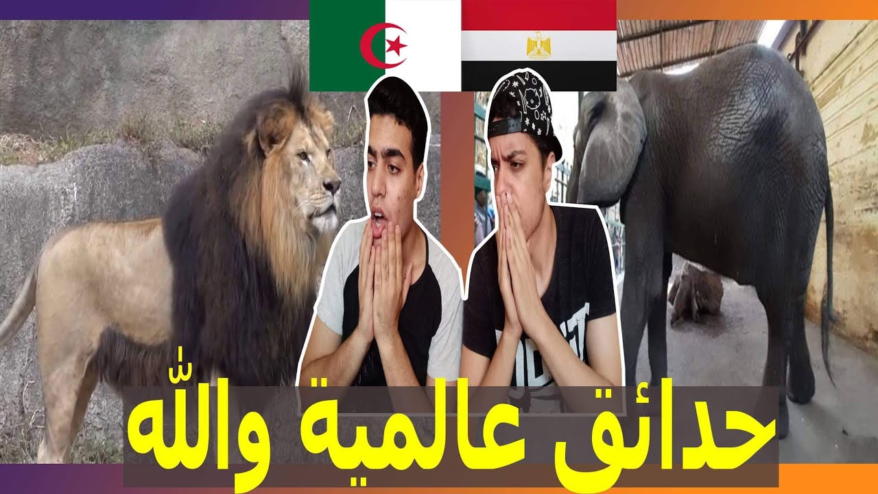 حديقة الحيوان في الجزائر ومصر | ردة فعل مصريين علي روعة الأجواء