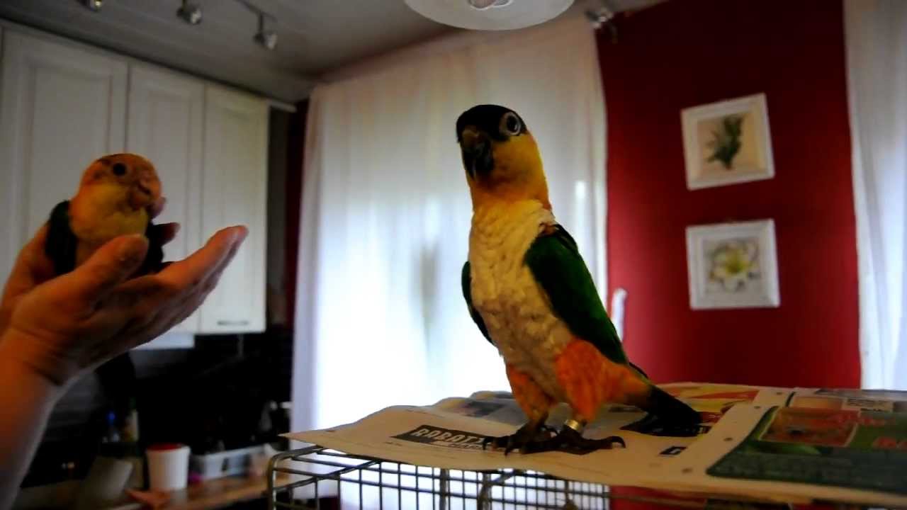 Caique parrots meet for the first time