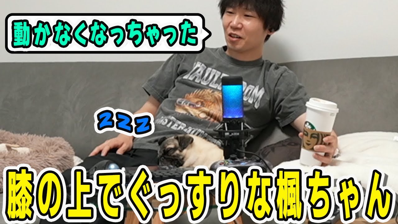 ドンさんにべったりくっつきながらぐっすり眠る楓ちゃん【三人称/ドンピシャ/ぺちゃんこ/鉄塔/三人称雑談/切り抜き】