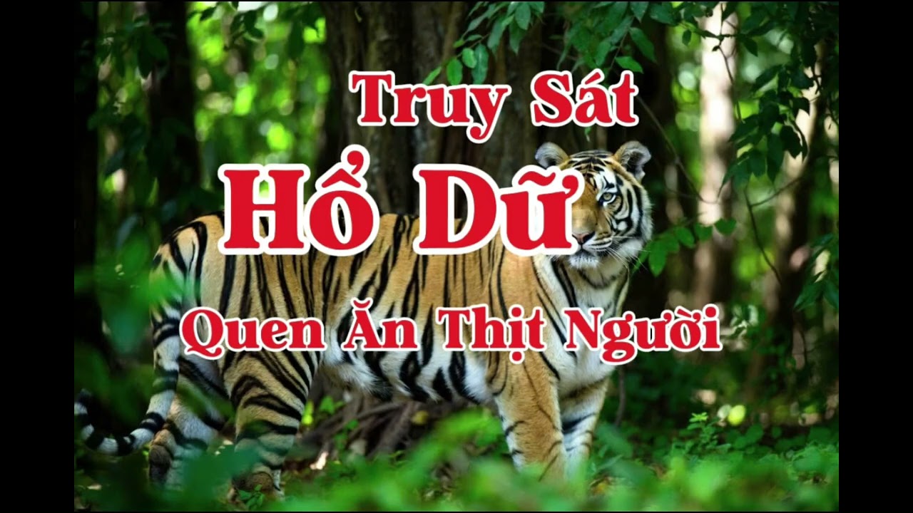 TRUY SÁT HỔ DỮ QUEN ĂN THỊT NGƯỜI | Lê Anh diễn đọc