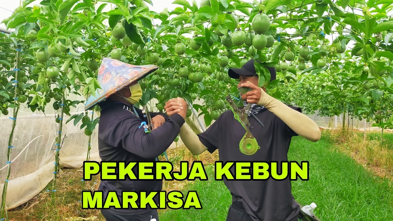 PERAWATAN TANAMAN MARKISA