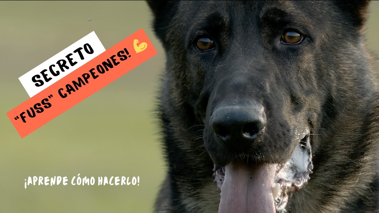 Cómo enseñar el FUSS PERFECTO en IGP